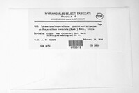 Sphaceloma hesperethusae image